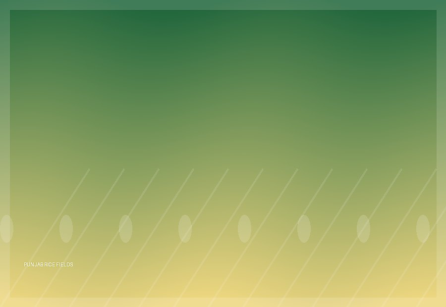 Rice fields